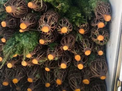 Profepa revisa más de 132 mil árboles de Navidad importados de EU; sin plagas